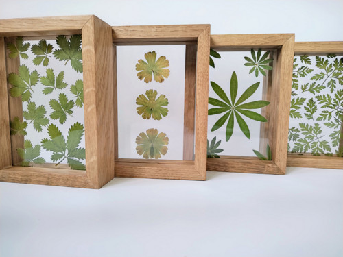 Herbárium Listy - Divoká mrkev — foto 3
