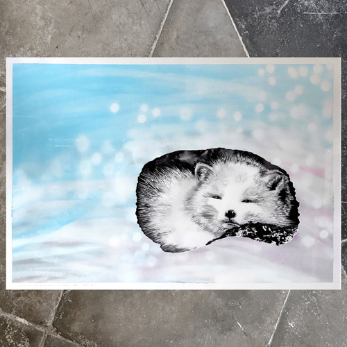 Polární liška / Arctic Fox — foto 2