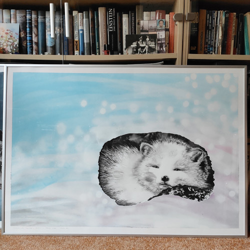 Polární liška / Arctic Fox — foto 3