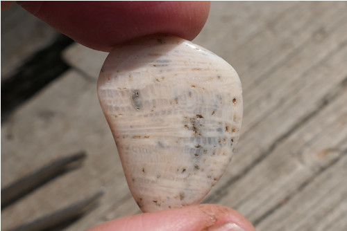 Korál zkřemenělý (24 mm)V97 — foto 3