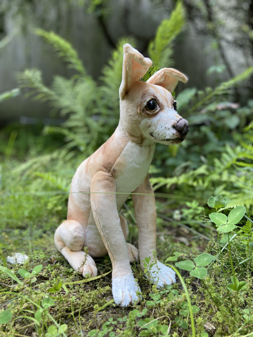 Čivava na přání — foto 3