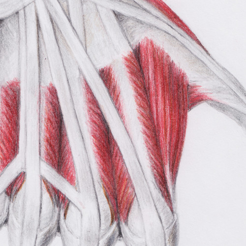Studie ruky (napjatá) — foto 3