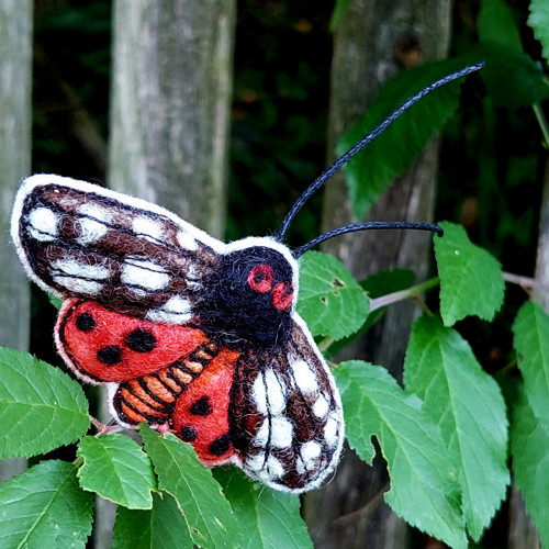 Přástevník medvědí — foto 3