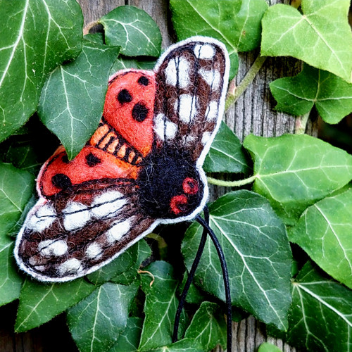 Přástevník medvědí — foto 4