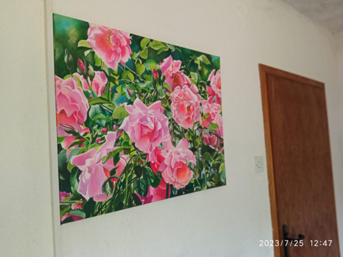 Růžové růže v zahradě — foto 3