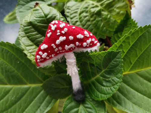 Muchomůrka červená_2 — foto 3
