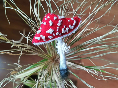 Muchomůrka červená_2 — foto 2