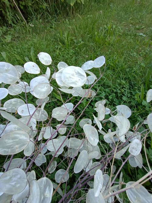 Měsíčnice — foto 2