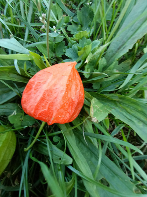 Mochyně — foto 4