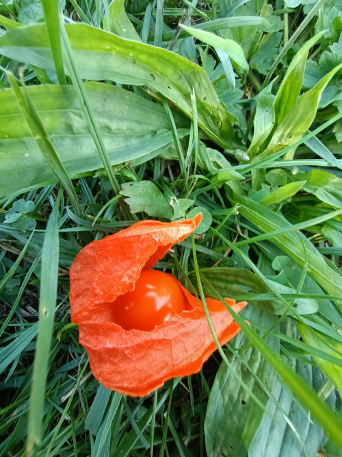 Mochyně — foto 2