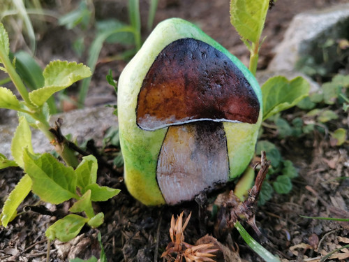 Hřib — foto 3