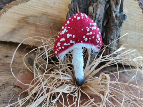 Muchomůrka červená_8 — foto 2