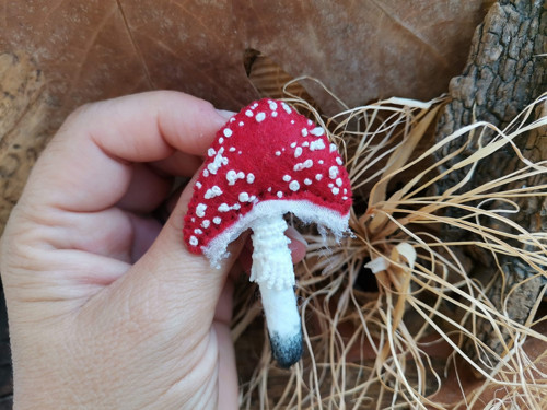 Muchomůrka červená_8 — foto 4