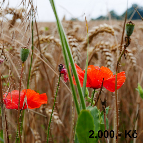 Nákupní poukaz 2000,- Kč u prodejce trika.ef — foto 2