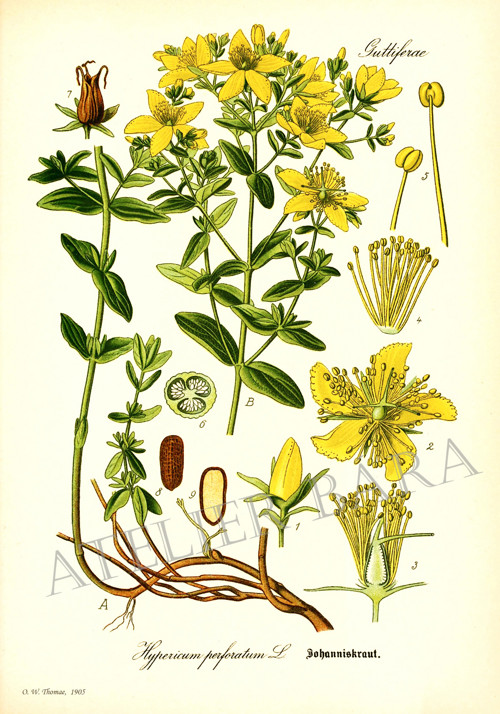 Z herbáře - třezalka — foto 2