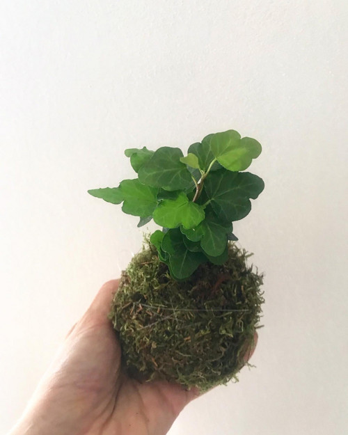 Závěsná kokedama Břečťan — foto 2