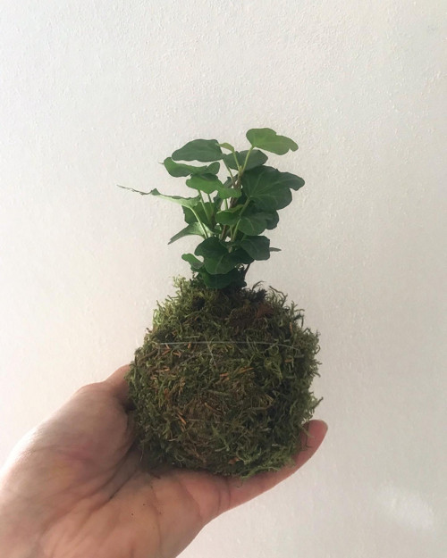 Závěsná kokedama Břečťan — foto 3