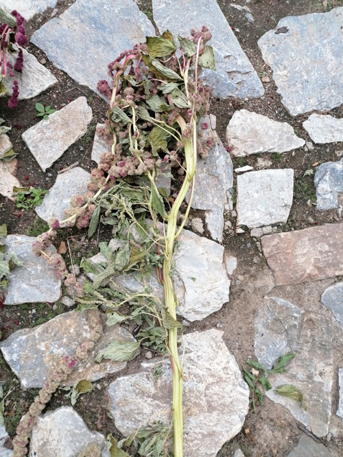 Laskavec ocasatý — foto 3