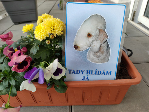 Cedule s bedlington teriérem — foto 2