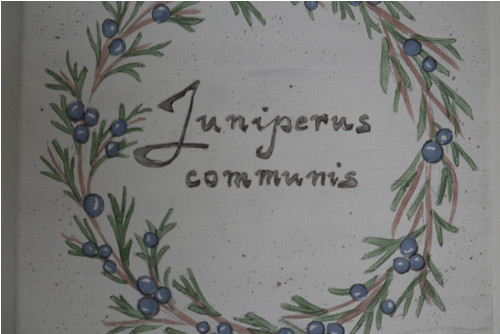 Juniperus communis — foto 2