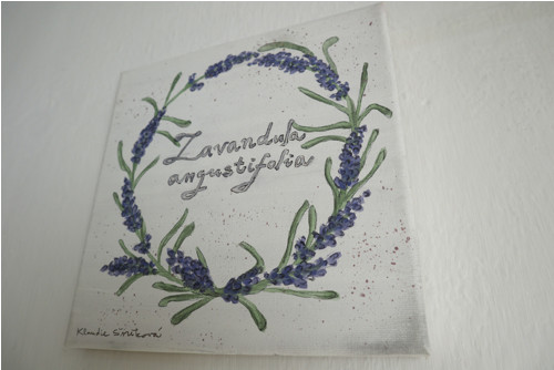 Lavandula angustifolia — foto 3