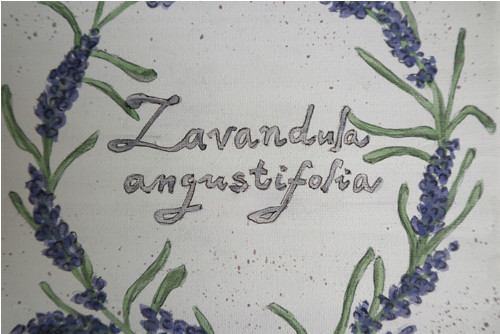 Lavandula angustifolia — foto 2