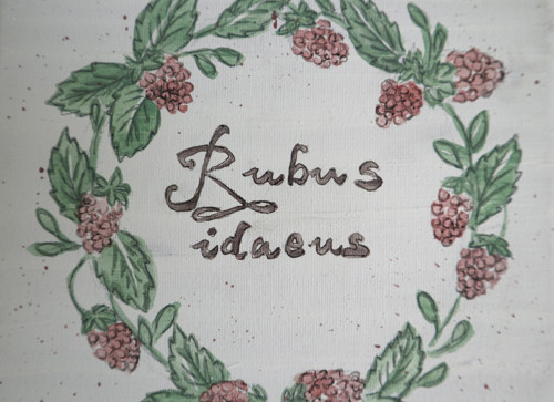 Rubus idaeus — foto 2