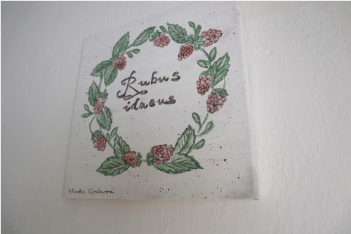 Rubus idaeus — foto 3