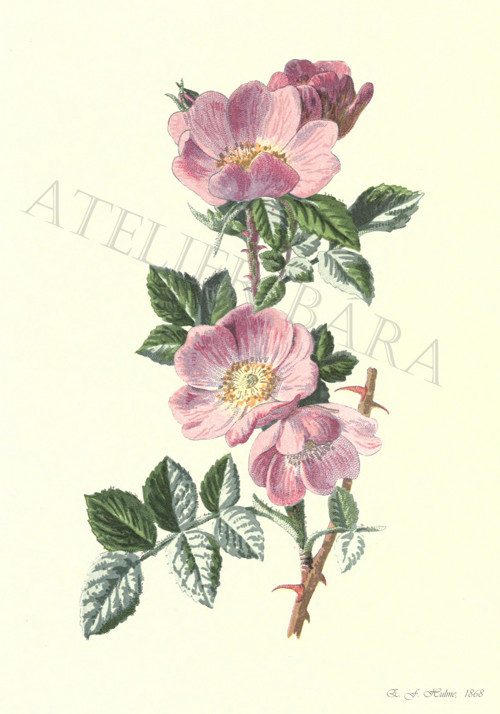Z herbáře - růže — foto 2
