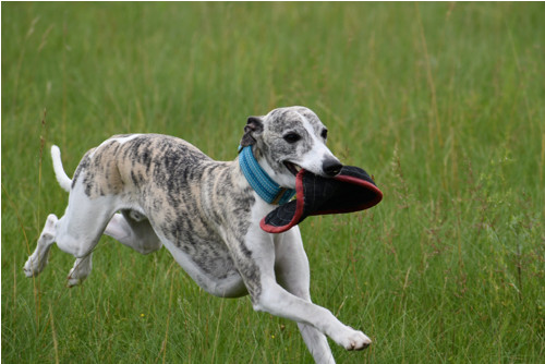 Frisbee pro pejsky — foto 3