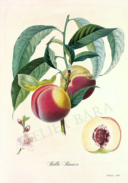 Z herbáře - broskvoň — foto 2