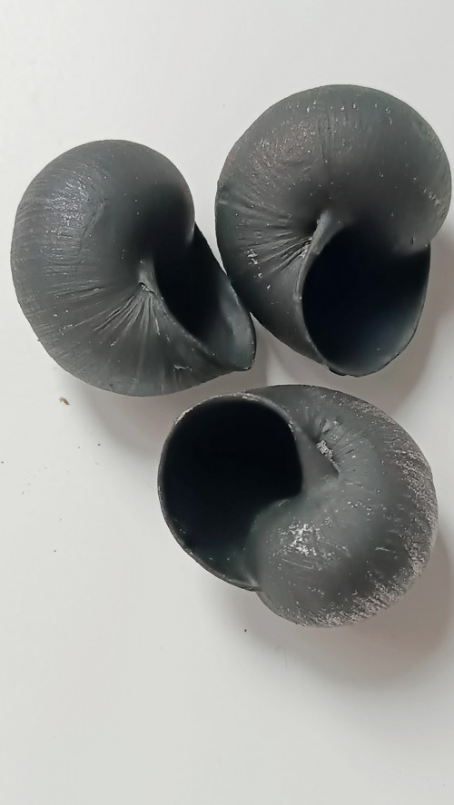 3 šnečí ulity — foto 3