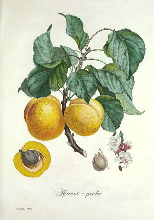 Z herbáře - meruňka — foto 2