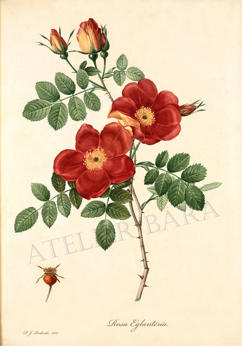 Z herbáře - růže — foto 2