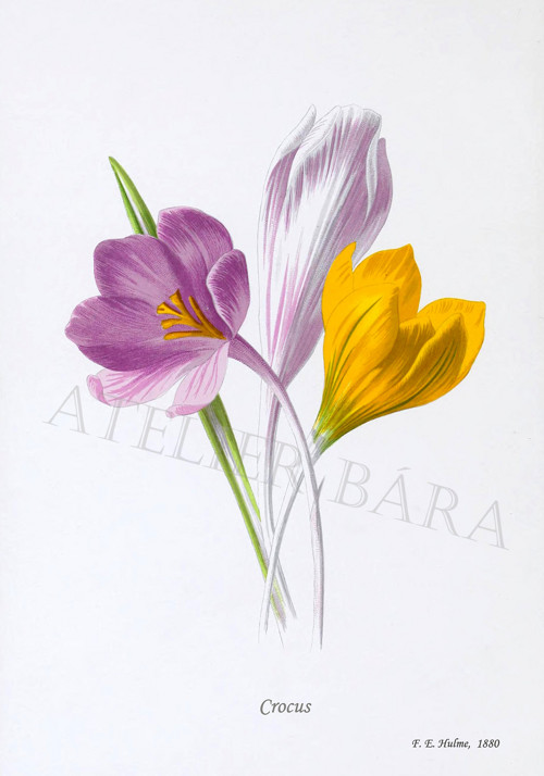 Z herbáře - fialka — foto 2
