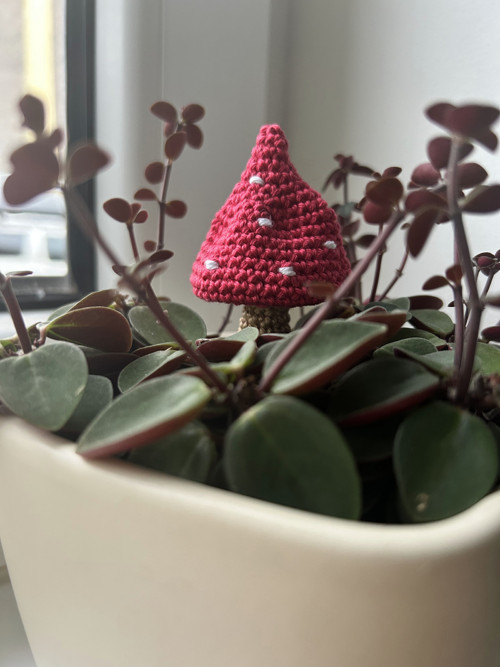 Muchomůrka červená, 1ks — foto 2