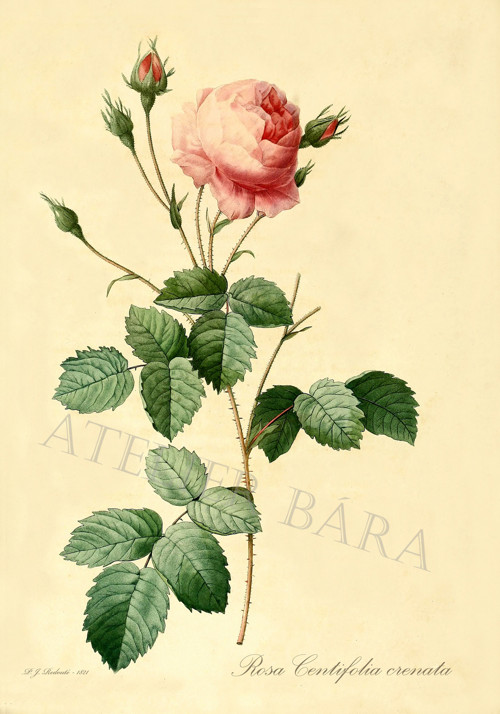 Z herbáře - růže — foto 2