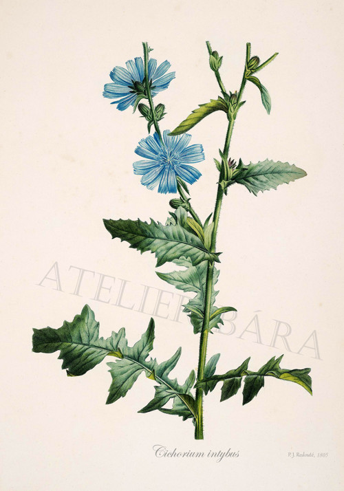 Z herbáře - čekanka — foto 2