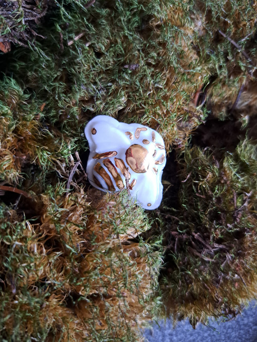 Zlatá včelka — foto 3