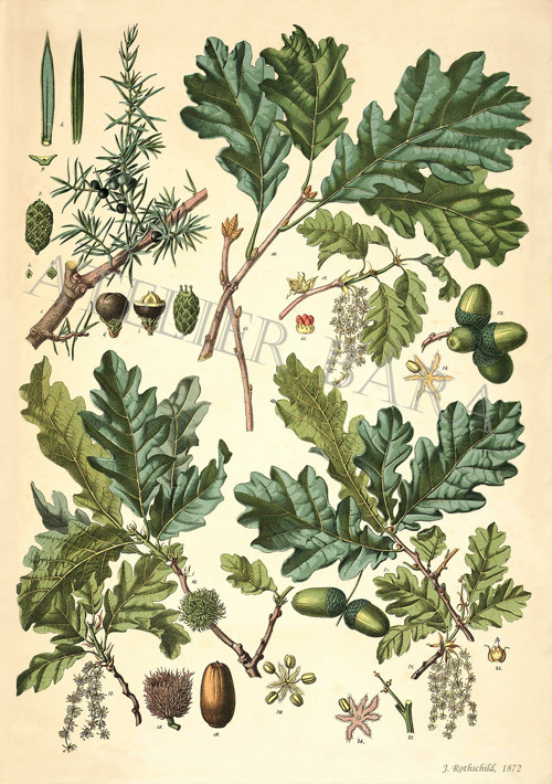 Z herbáře - dub — foto 2