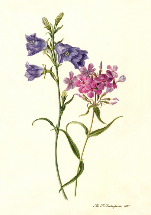 Z herbáře - luční květy — foto 2