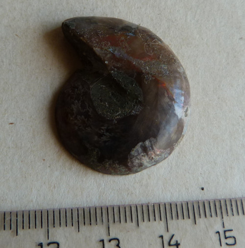 Amonit - 3,2 cm — foto 4