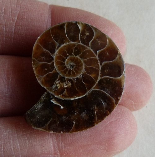 Amonit - 3,2 cm — foto 2