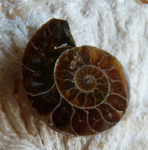 Amonit - 3,2 cm — foto 3