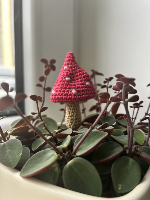 Muchomůrka červená, 1ks — foto 5