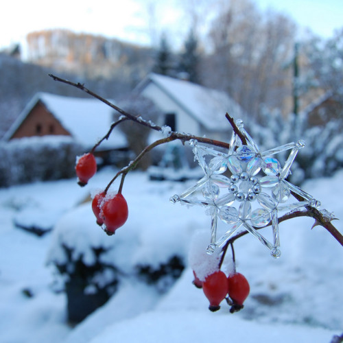 Hvězda křišťálová — foto 3