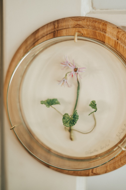 Herbář - Dřípatka horská — foto 2