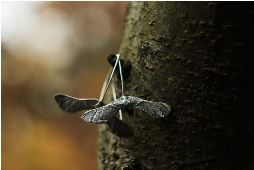 Náušnice Maple / Javor — foto 2