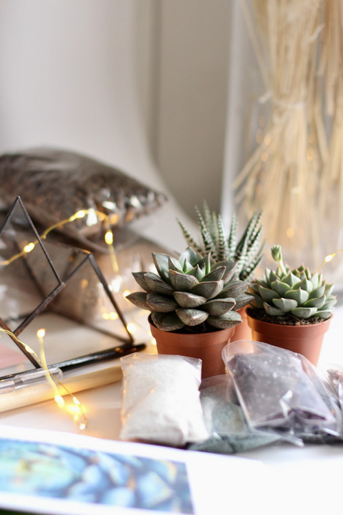 DIY sada + terárium "Alps" — foto 2