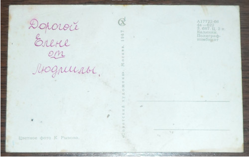 POHLEDNICE přání, květiny, SSSR 1967 — foto 2